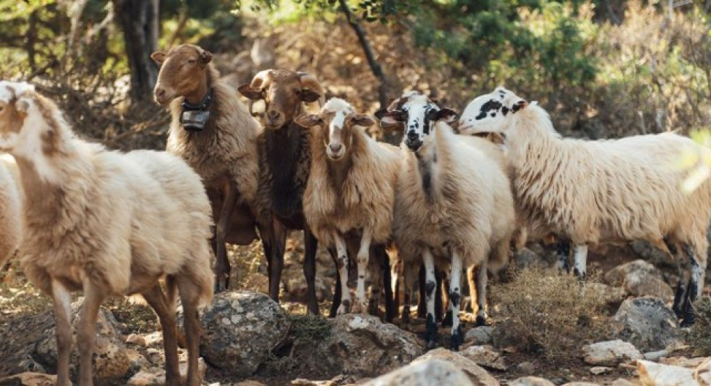 ΥΠΑΑΤ: Νέα σταδιακή αποδέσμευση γαλακτοκομικών προϊόντων και προϊόντων κρέατος από τη Λέσβο