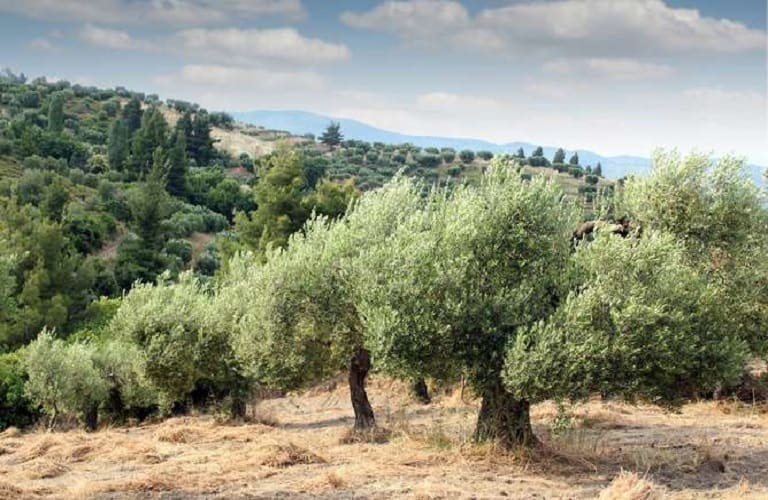 Επανέρχονται δυναμικά στις επιδοτήσεις των eco-schemes, οι ελιές, περιθώριο για ενίσχυση ως 66 ευρώ το στρέμμα