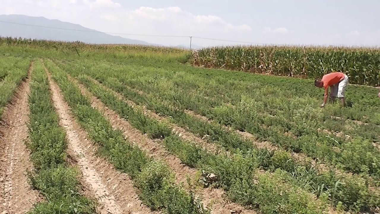 Η ρίγανη της Θεσσαλίας: Ένα αρωματικό success story που κερδίζει έδαφος