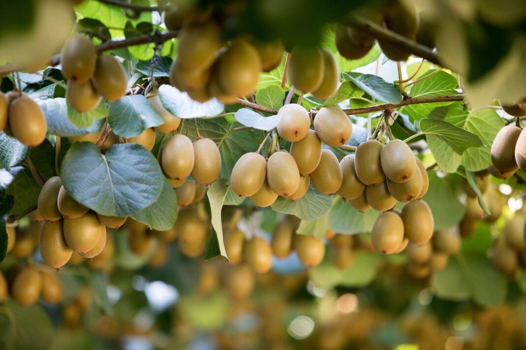 Ανάρπαστο τη φετινή σεζόν το ακτινίδιο, από υψηλά στο 1,30 ευρώ οι τιμές έναρξης